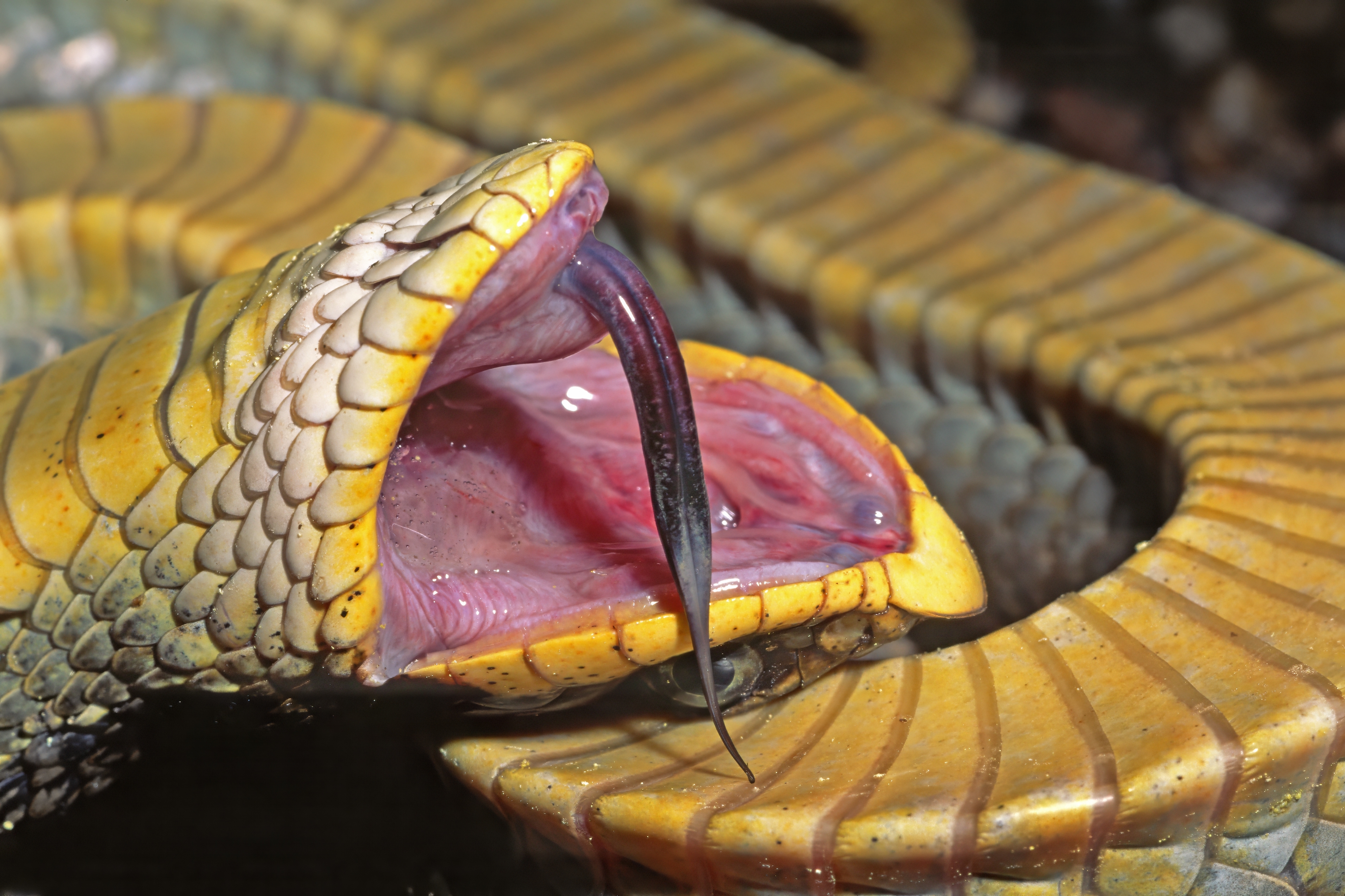 A hognose snake playing dead. A close up photo of the tongue hanging out of its mouth. A hognose snake playing dead. A close up photo of the tongue hanging out of its mouth.