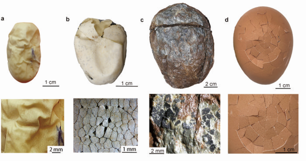 The fossil egg (c) VS extant soft, leather, and hard-shell eggs. The fossil egg (c) VS extant soft, leather, and hard-shell eggs.