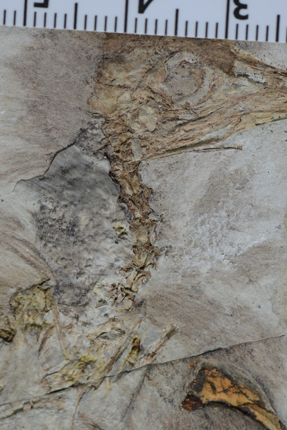 Chromeornis funkyi swallowed over 800 stones