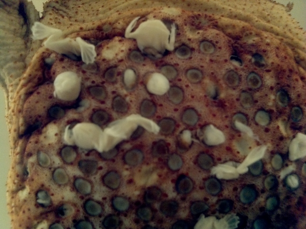 surinam toad babies emerging from the back of the mother