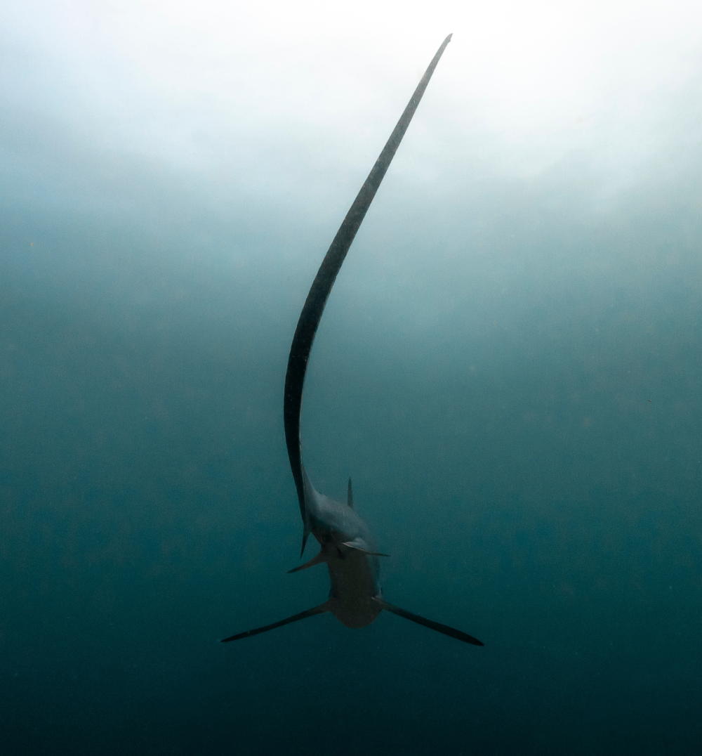a thresher shark swims away with an incredibly long tail