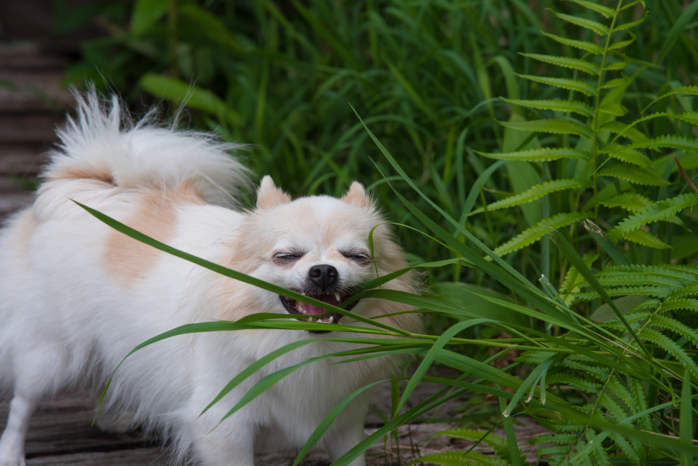 a dog eating grass a dog eating grass