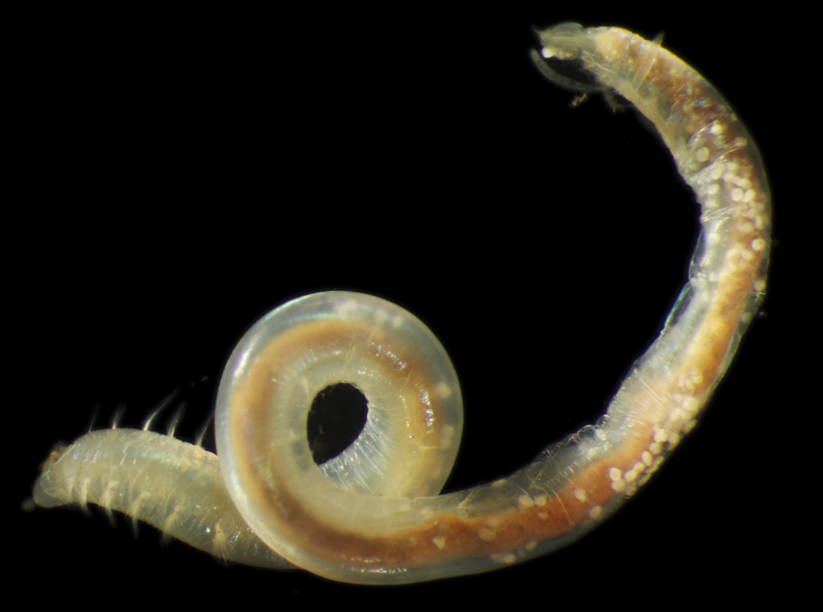 Abyssal polychaete worm. 