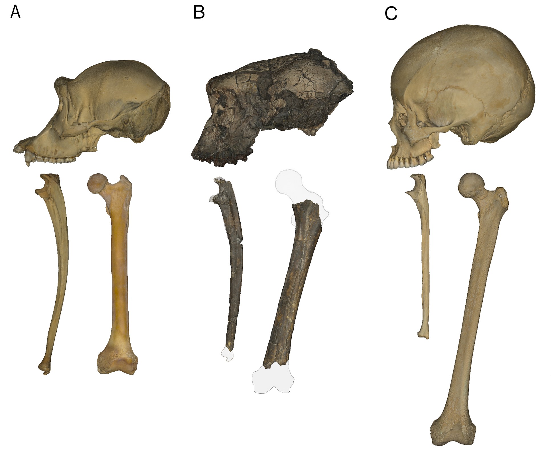 Another comparison of chimpanzee, Sahelanthropus, and Homo sapiens (left to right).   