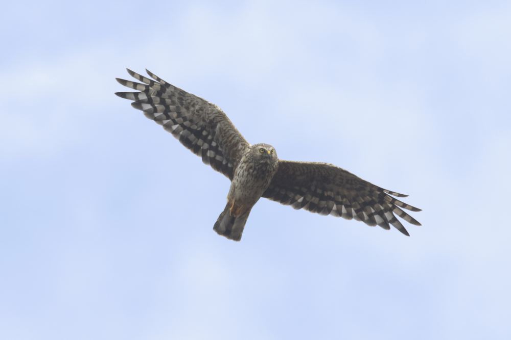 a hen harrier in flight