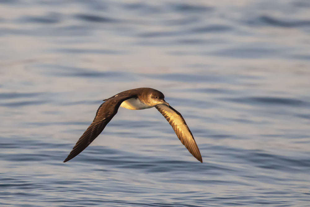 a manx shearwater flying over the sea